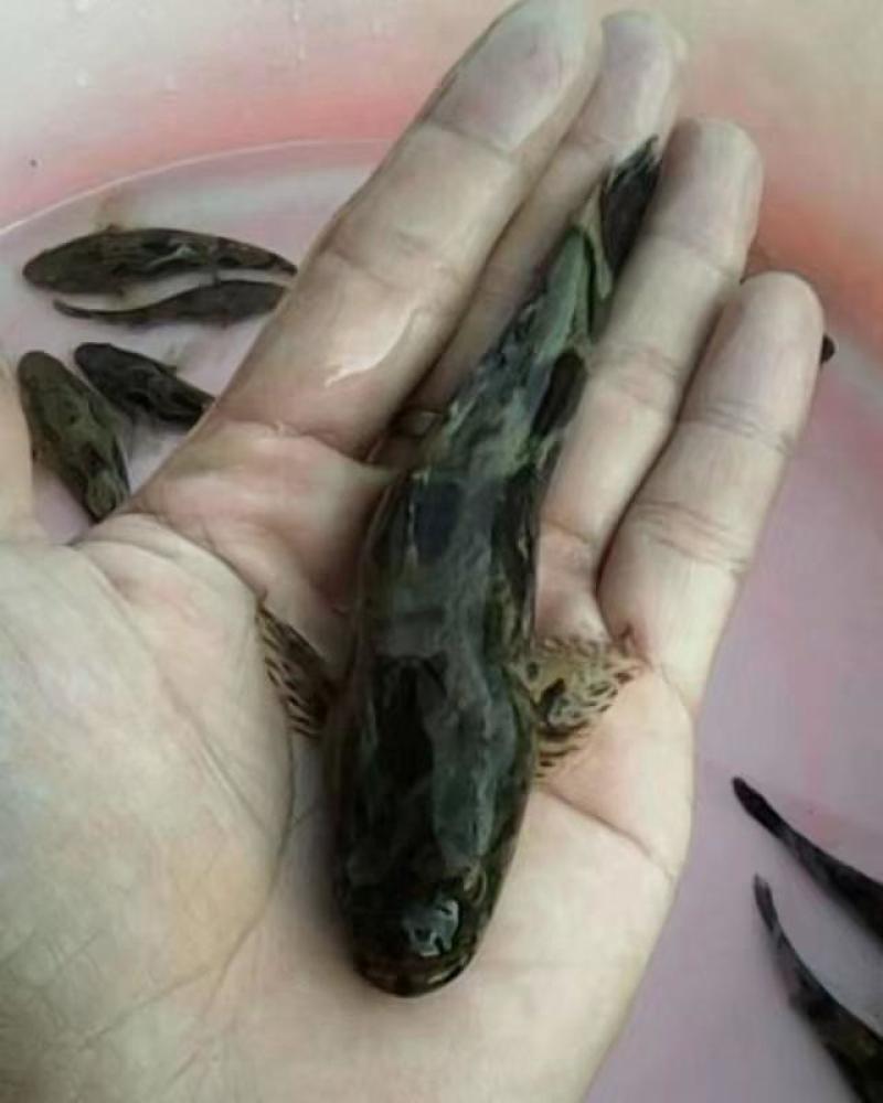 优选笋壳鱼苗人工养殖驯化好苗全国发货