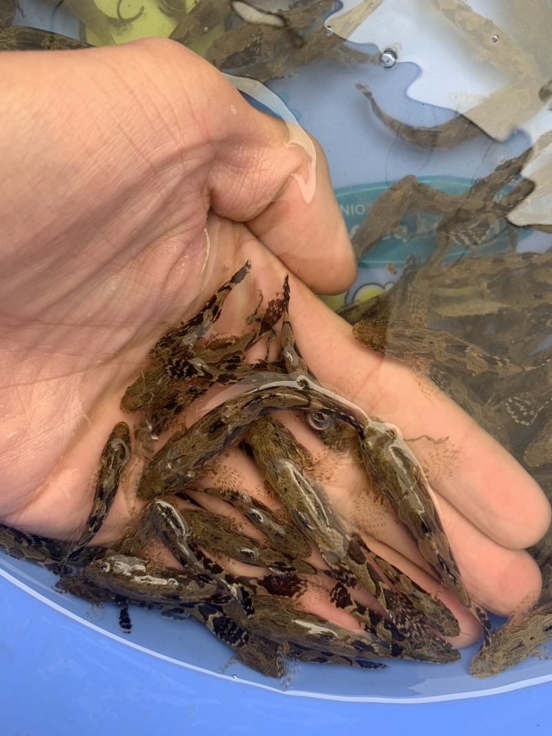 优选笋壳鱼苗人工养殖驯化好苗全国发货
