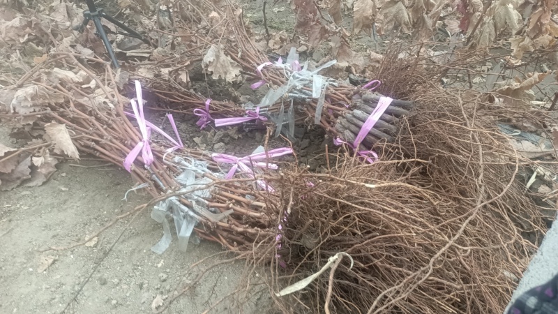 葡萄苗大雪天持续发货蓝宝石阳光玫瑰妮娜女皇浪漫红