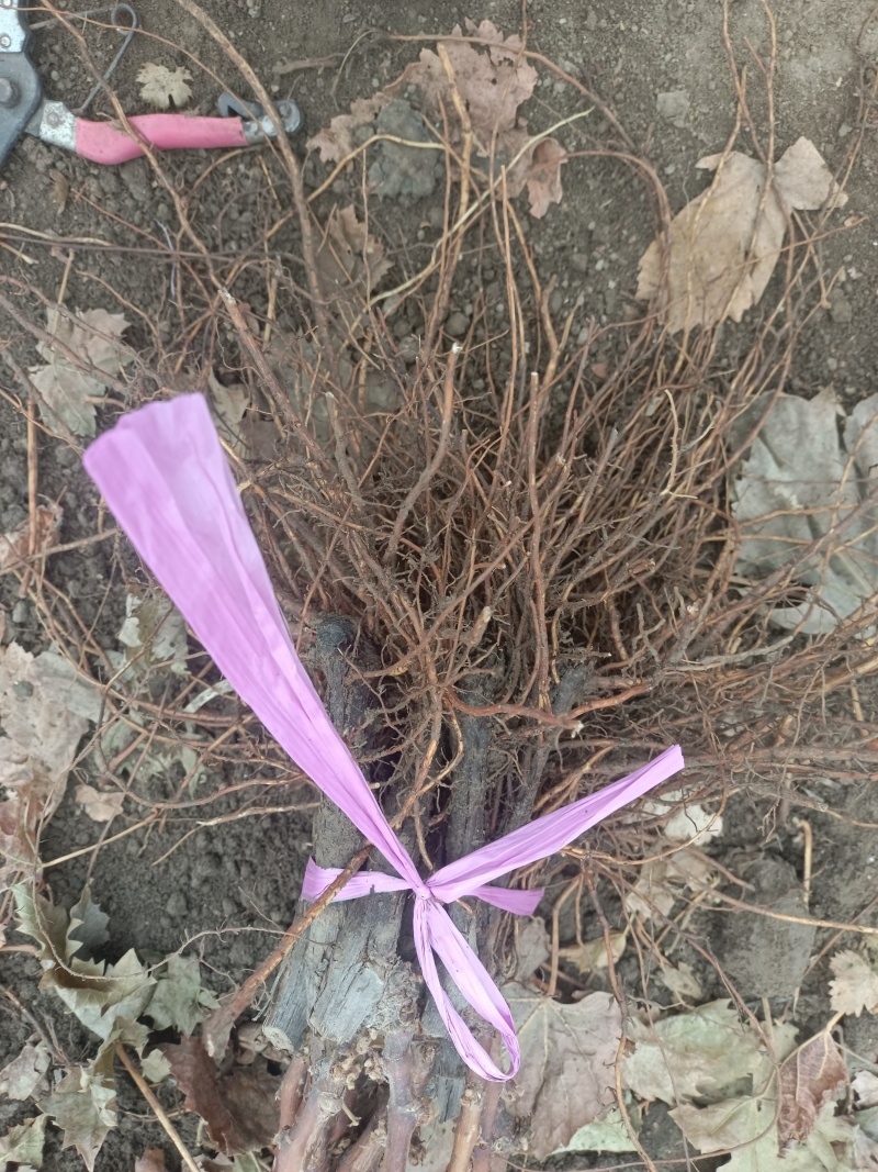 葡萄苗大雪天持续发货蓝宝石阳光玫瑰妮娜女皇浪漫红