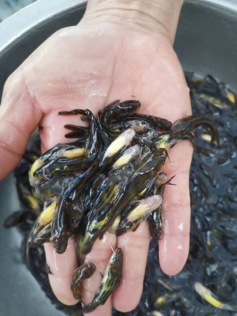 优质黄骨鱼苗大量出售全国发货技术指导欢迎订购
