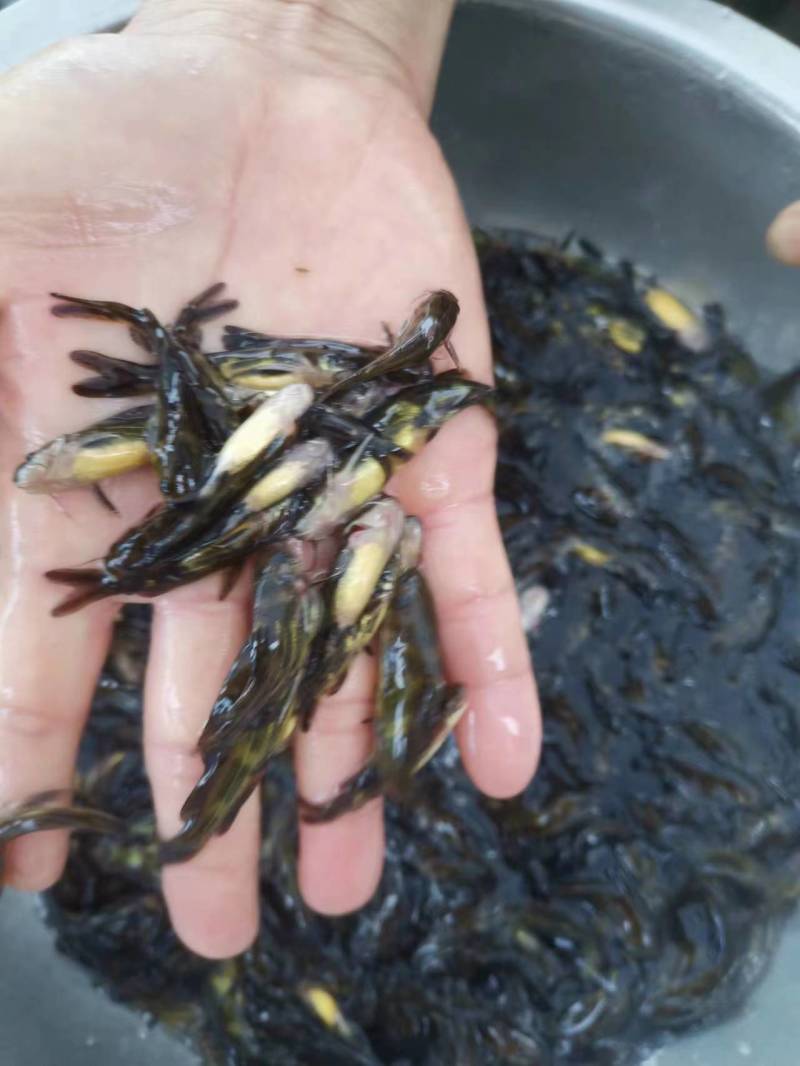 优质黄骨鱼苗大量出售全国发货技术指导欢迎订购