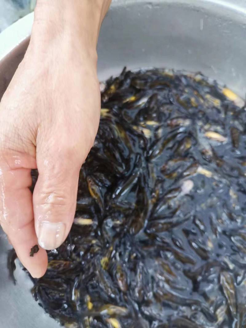 优质黄骨鱼苗大量出售全国发货技术指导欢迎订购