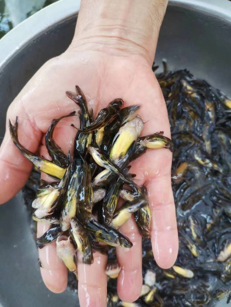 优质黄骨鱼苗大量出售全国发货技术指导欢迎订购