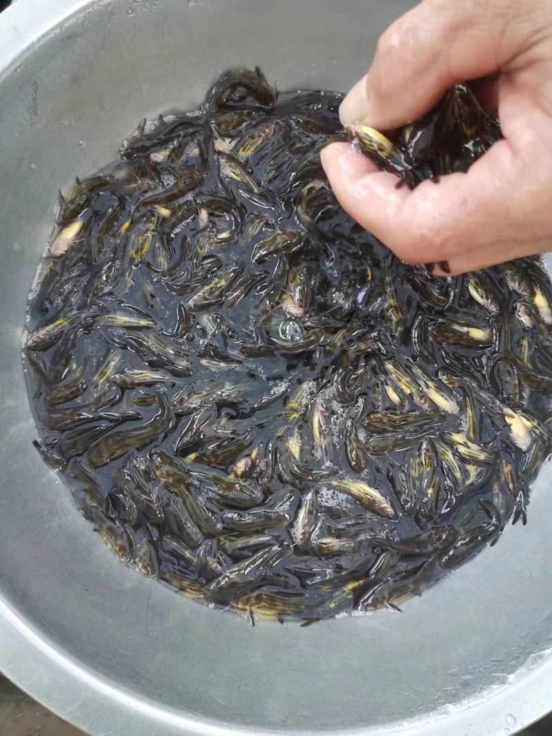 优质黄骨鱼苗大量出售全国发货技术指导欢迎订购
