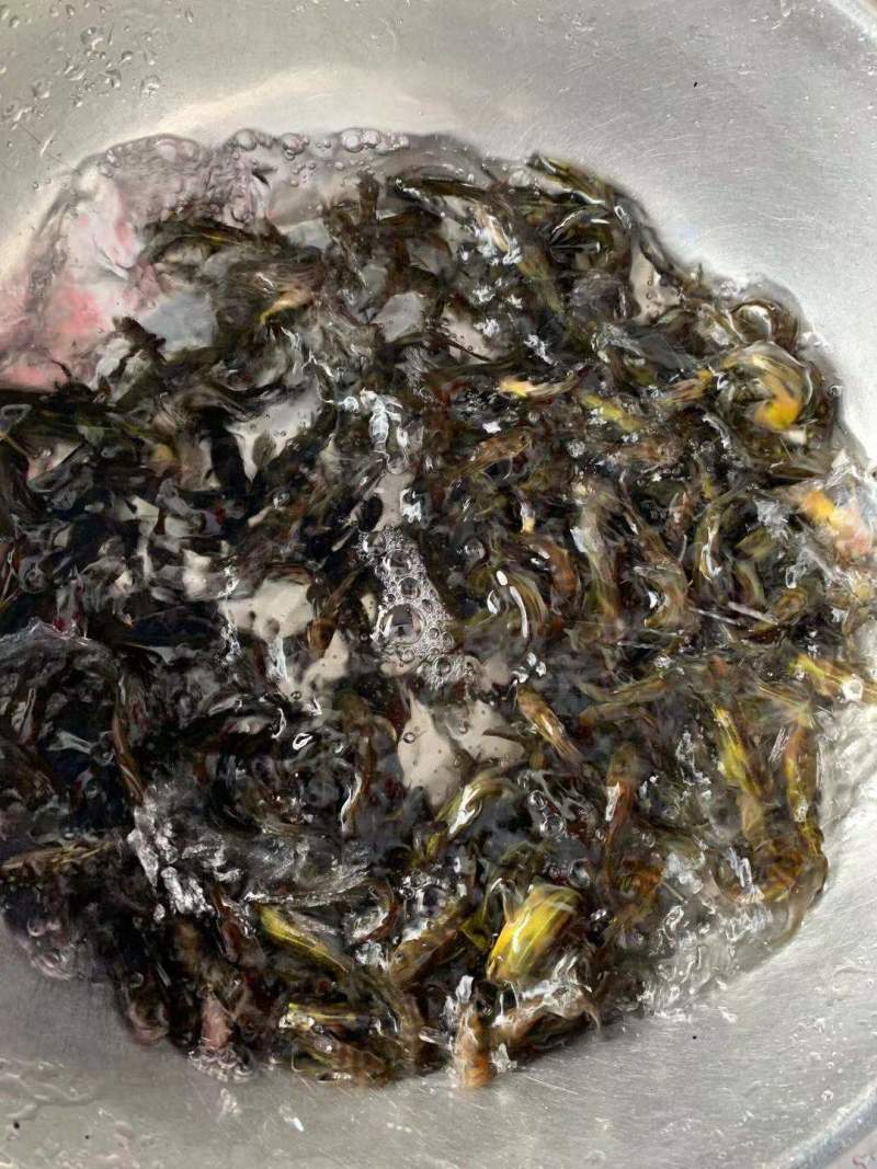 优质黄骨鱼苗大量出售全国发货技术指导欢迎订购