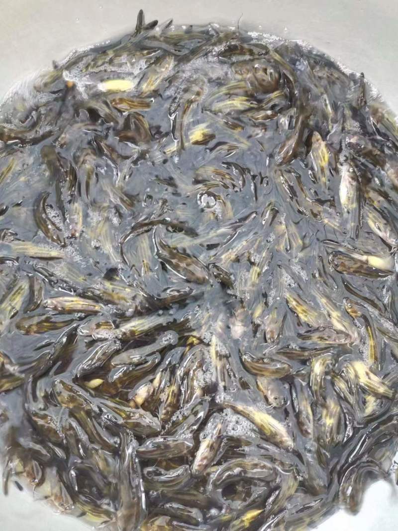 优质黄骨鱼苗大量出售全国发货技术指导欢迎订购