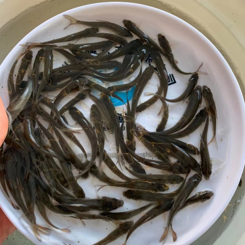 优选银鳕鱼苗产地直销全国发货技术指导