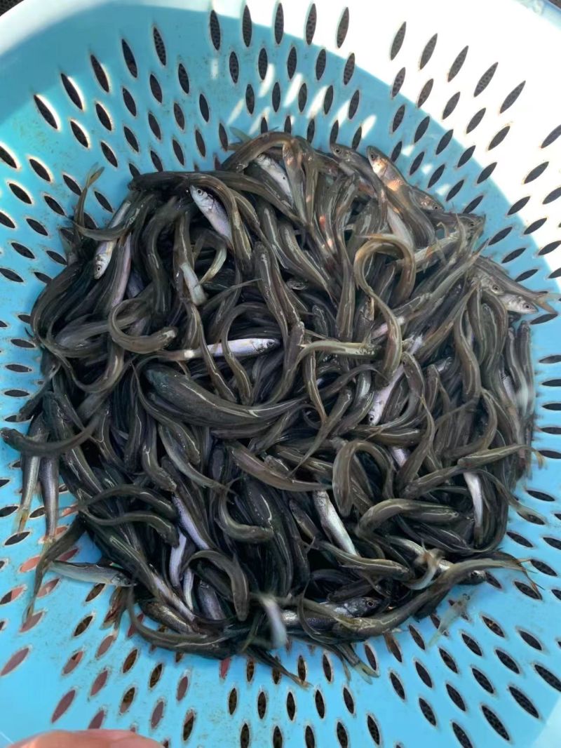 优选银鳕鱼苗产地直销全国发货技术指导