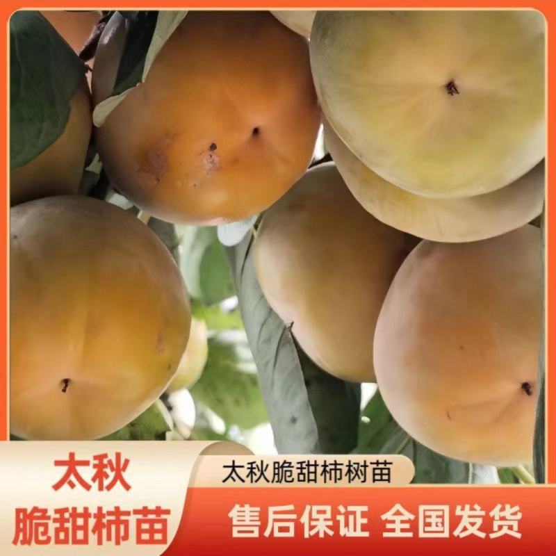 太秋脆甜柿苗