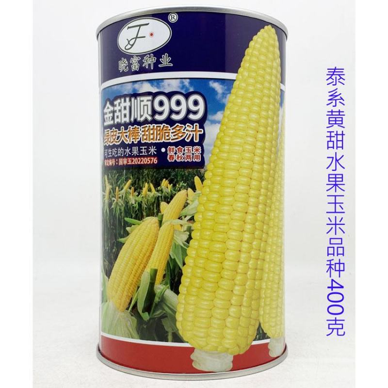 金甜顺999黄甜水果玉米种子绿皮大棒生吃纯黄甜玉米种