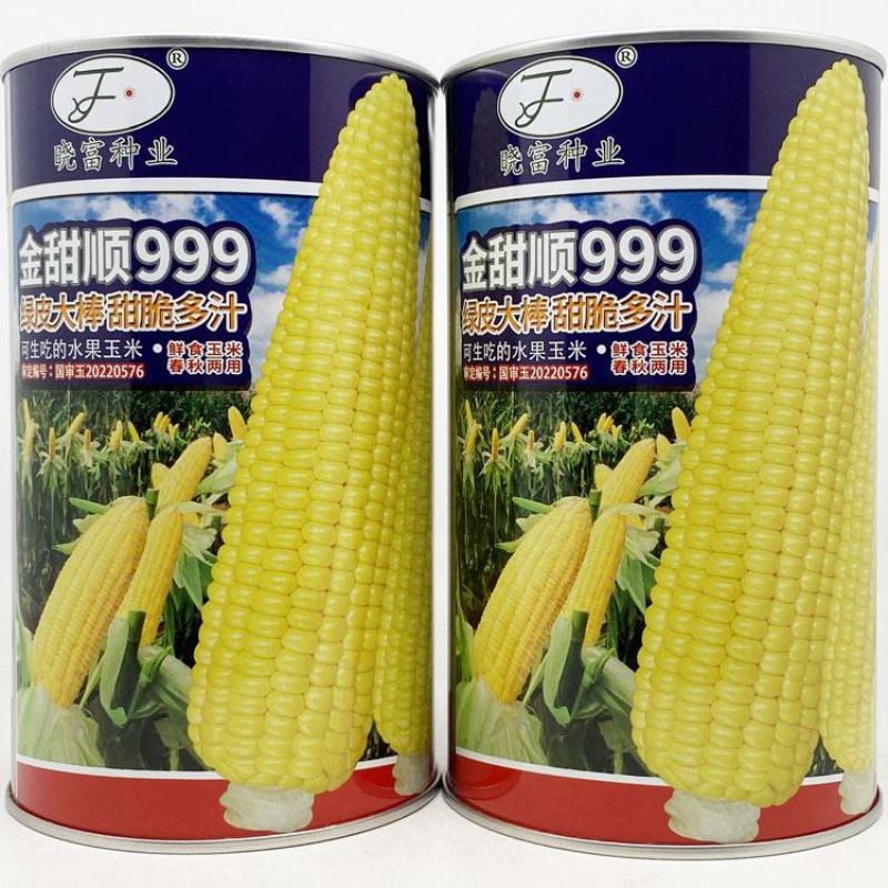 金甜顺999黄甜水果玉米种子绿皮大棒生吃纯黄甜玉米种