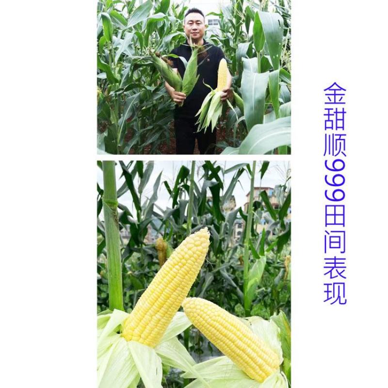 金甜顺999黄甜水果玉米种子绿皮大棒生吃纯黄甜玉米种