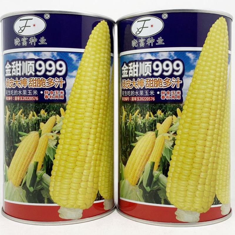 金甜顺999黄甜水果玉米种子绿皮大棒生吃纯黄甜玉米种