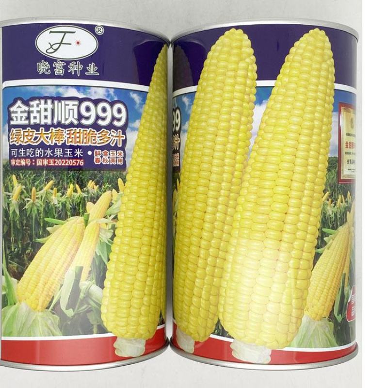 金甜顺999黄甜水果玉米种子绿皮大棒生吃纯黄甜玉米种