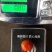 太秋脆甜柿苗