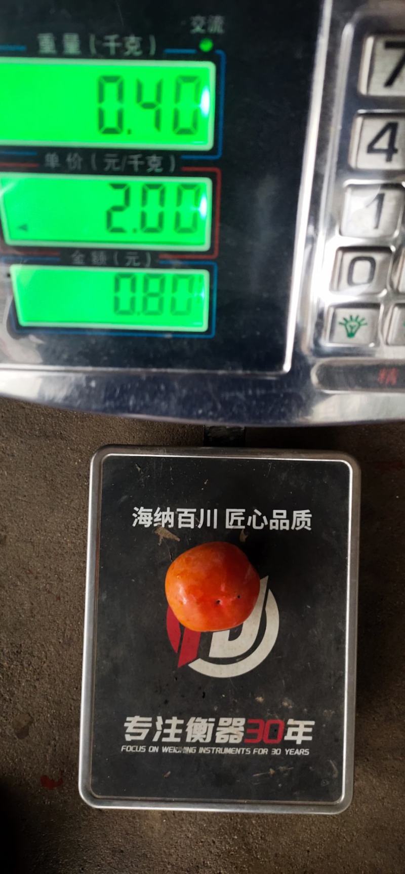 太秋脆甜柿苗
