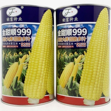 金甜顺999黄甜水果玉米种子绿皮大棒生吃纯黄甜玉米种