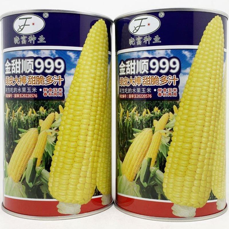 金甜顺999黄甜水果玉米种子绿皮大棒生吃纯黄甜玉米种