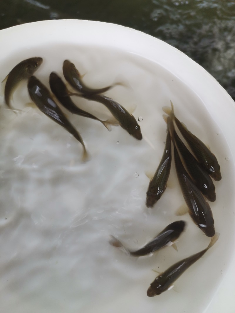 鲤鱼苗批发直销百万现货技术指导全国可售