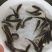 鲤鱼苗批发直销百万现货技术指导全国可售