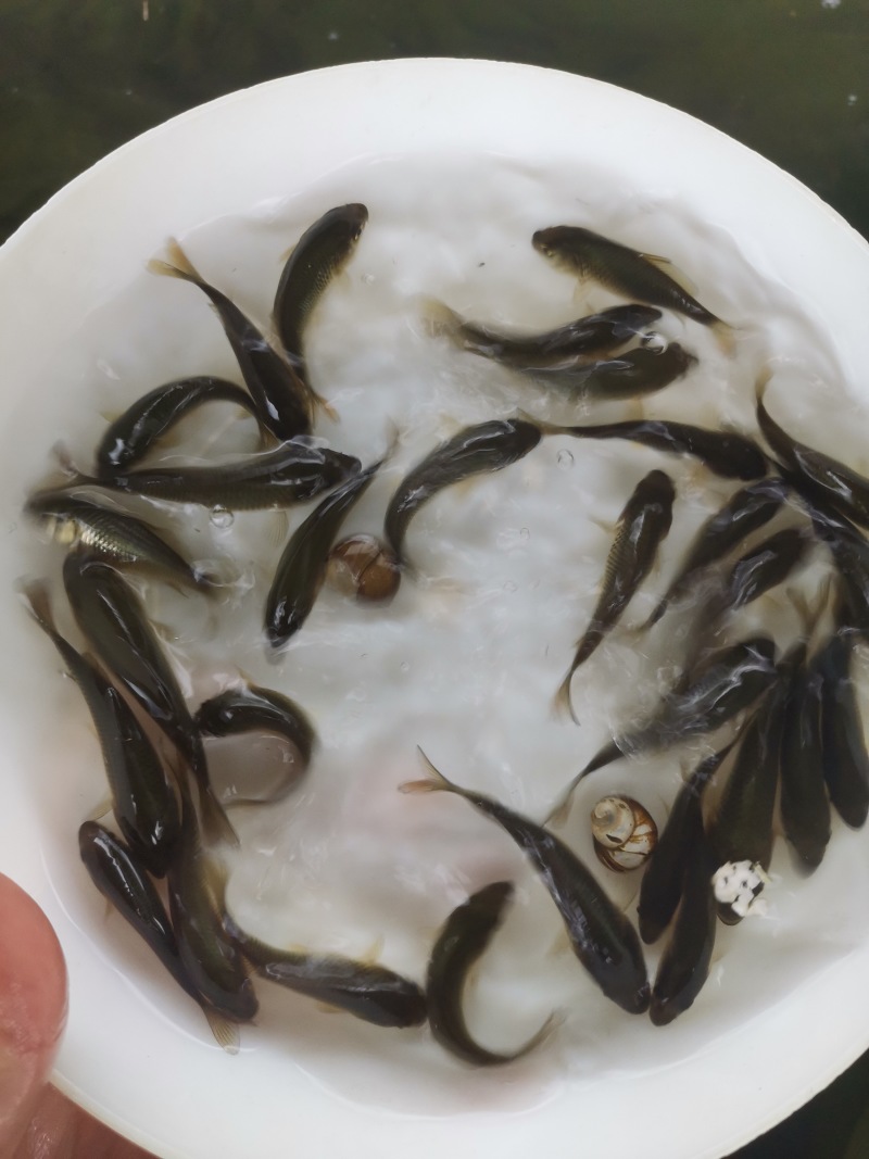 鲤鱼苗批发直销百万现货技术指导全国可售