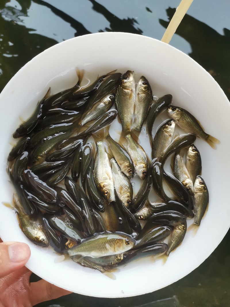 鲤鱼苗批发直销百万现货技术指导全国可售
