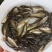 鲤鱼苗批发直销百万现货技术指导全国可售