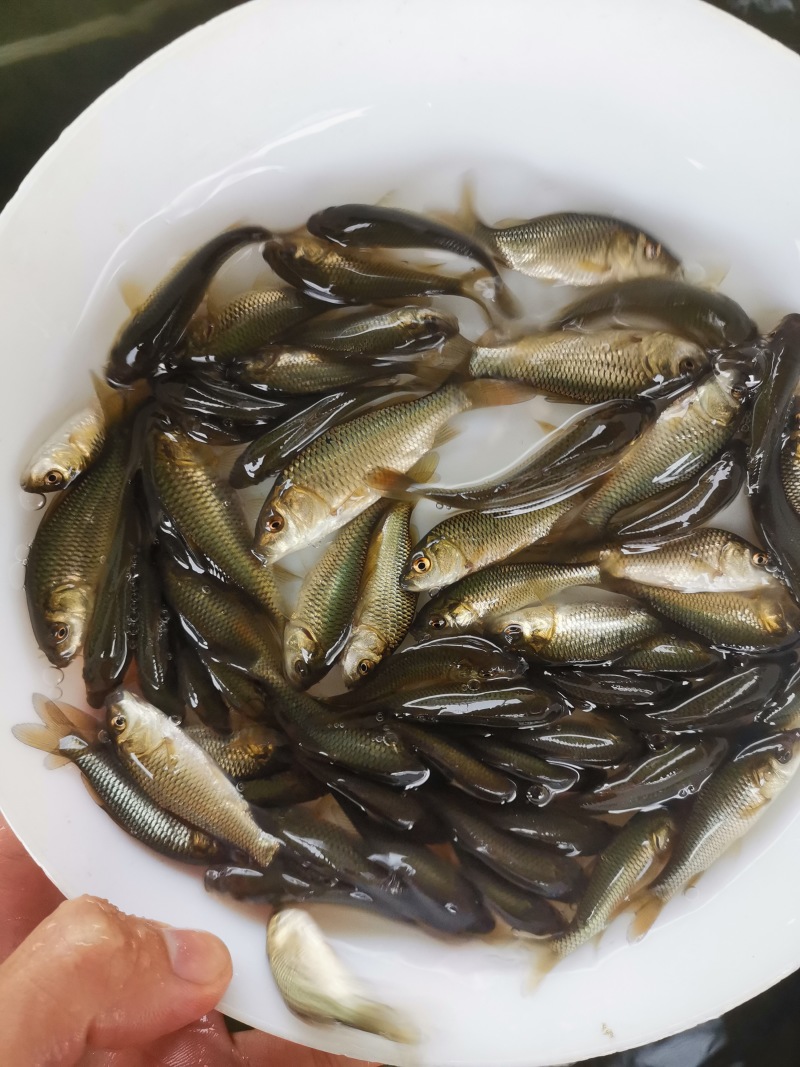 鲤鱼苗批发直销百万现货技术指导全国可售