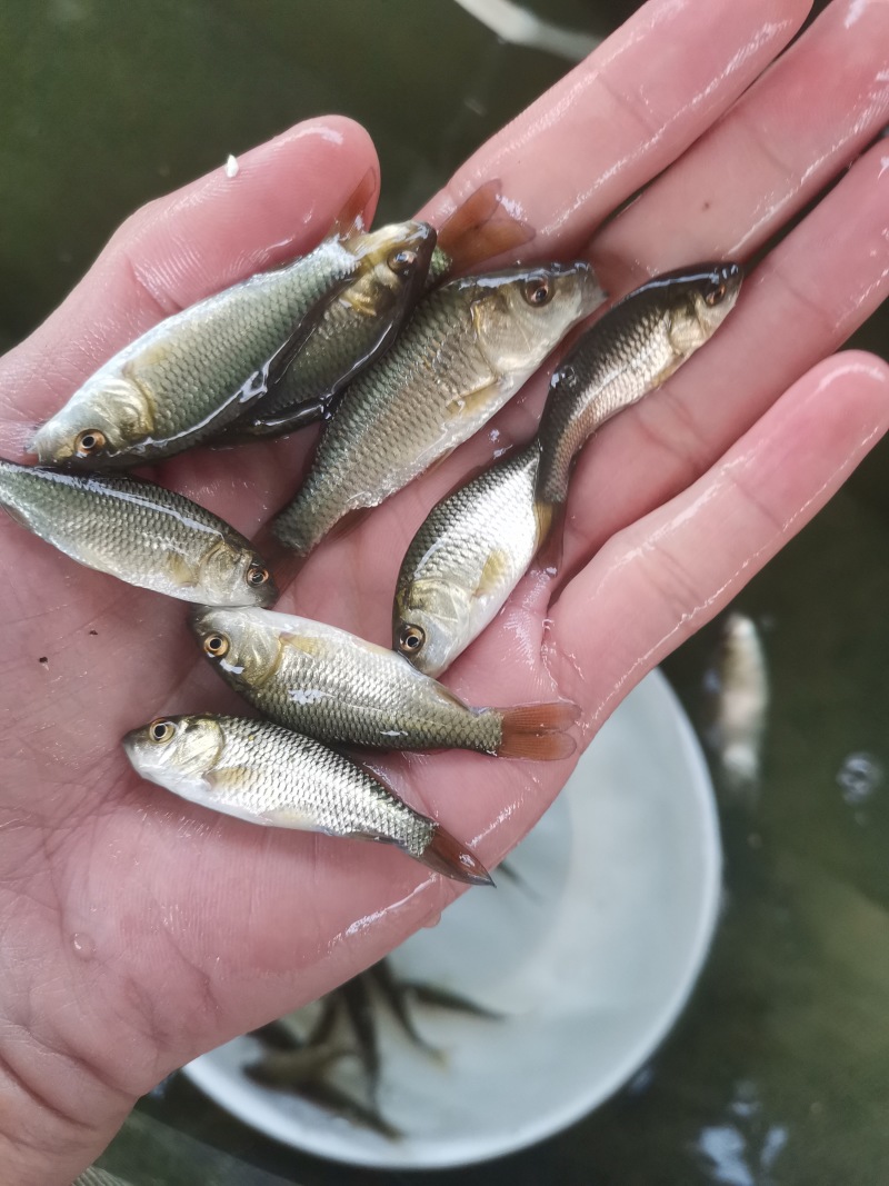 鲤鱼苗批发直销百万现货技术指导全国可售
