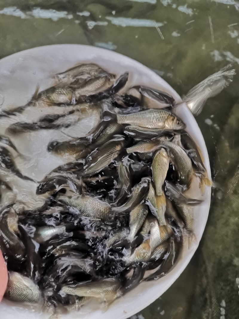 鲤鱼苗批发直销百万现货技术指导全国可售