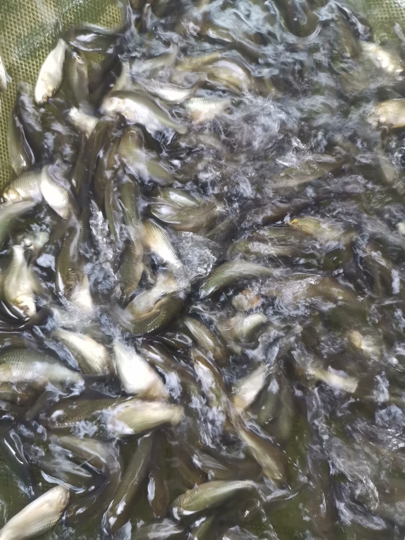 鲤鱼苗批发直销百万现货技术指导全国可售