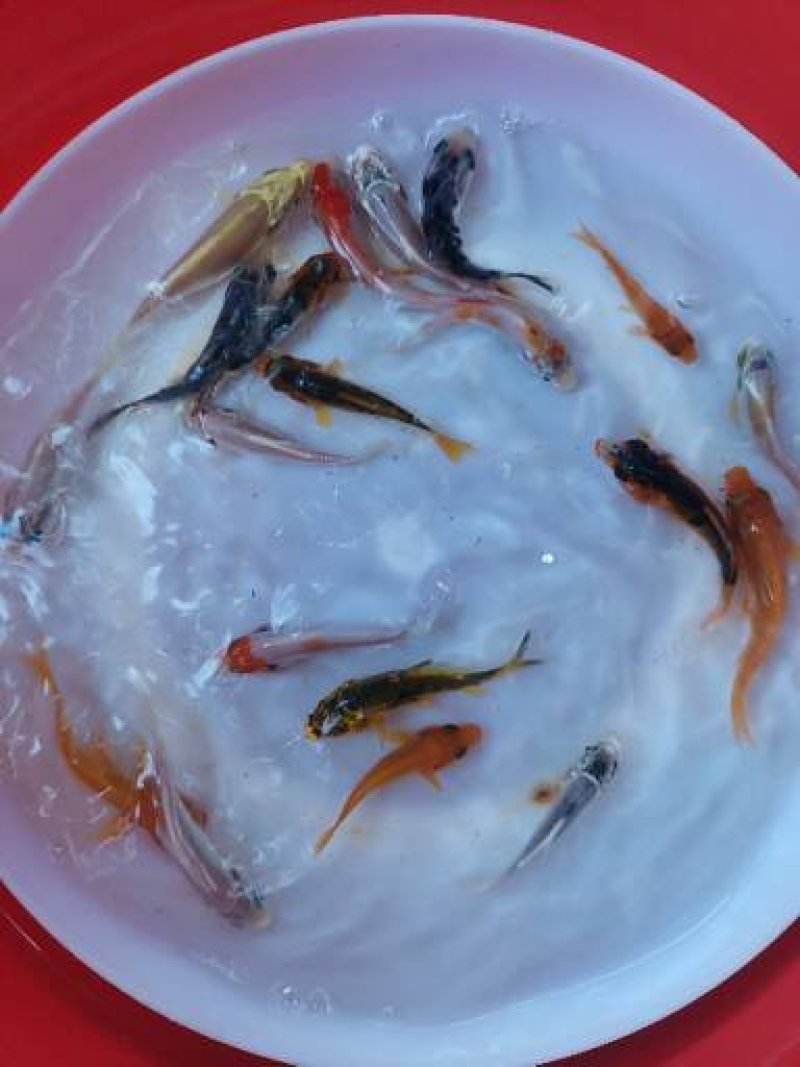 锦鲤鱼苗批发直销百万现货技术指导全国可售