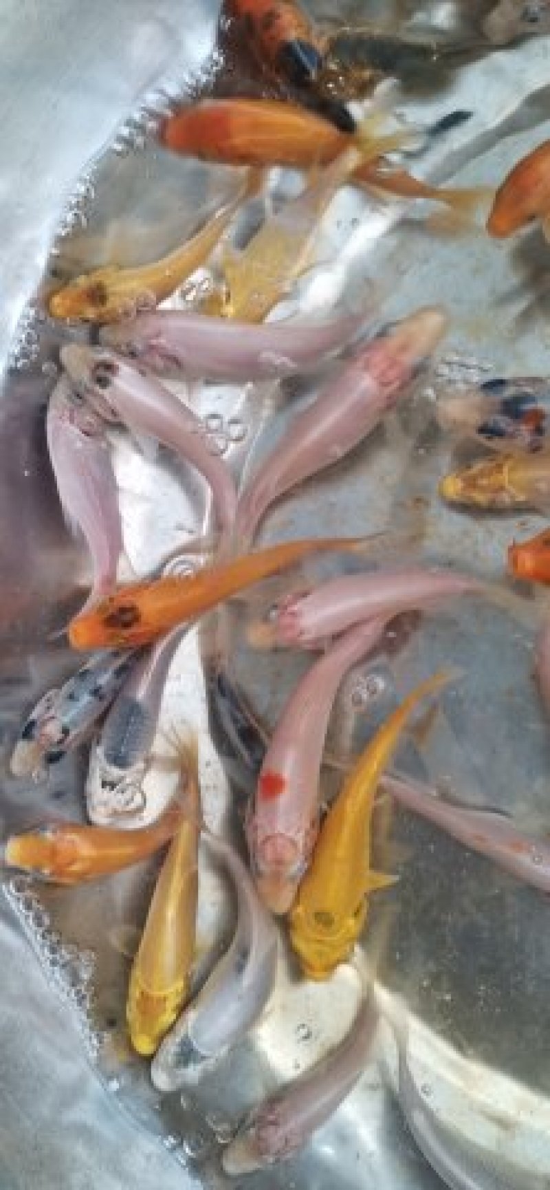 锦鲤鱼苗批发直销百万现货技术指导全国可售
