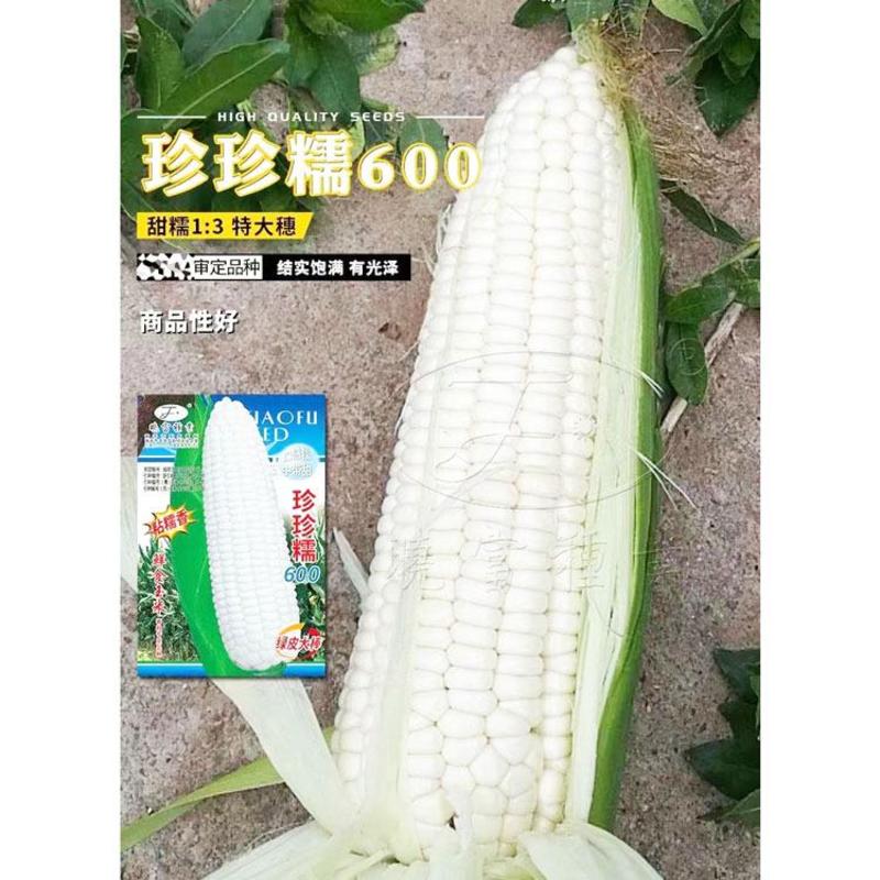 珍珍糯600白甜糯玉米种子绿皮大棒国审白糯玉米种100克