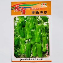 杂交一代薄皮小泡椒种子早熟辣椒种子座果强皮薄口感好