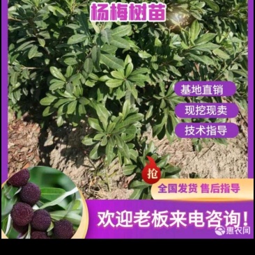东魁杨梅苗