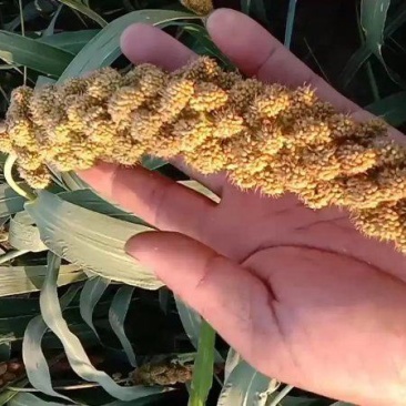 陕西优质黄小米自家种植产地直发量大从优欢迎选购