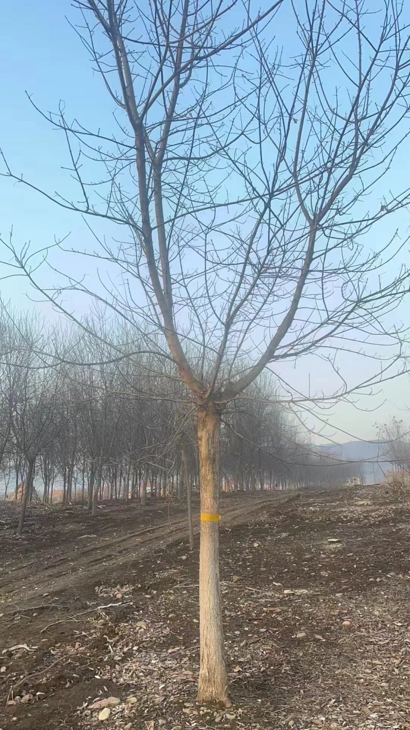 金叶复叶槭，正规苗圃生产，大量出售，价格更优。