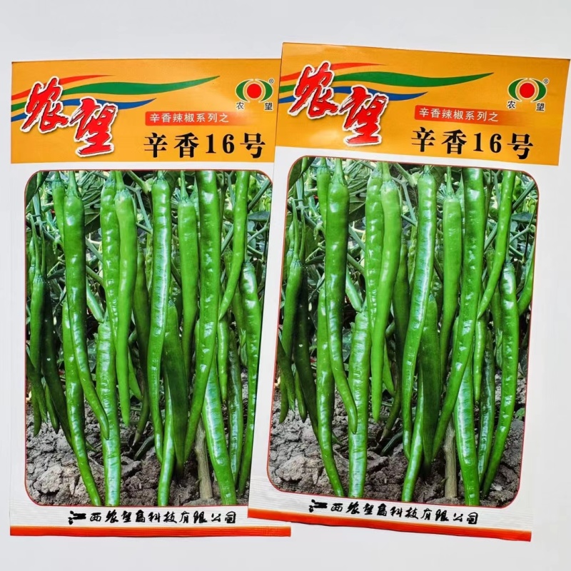 杂交一代中熟线椒种子皮薄辣香味好坐果能力强可越夏栽培