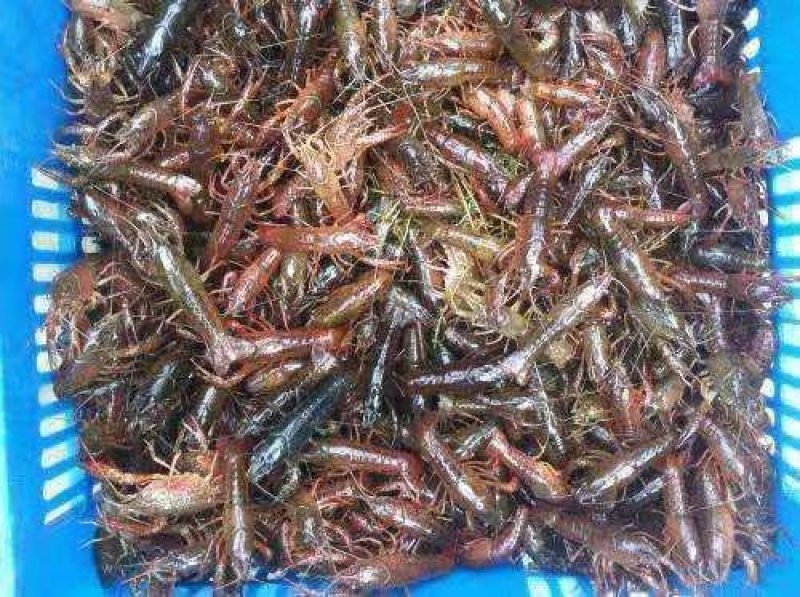 澳龙虾苗产地直销直供批发现货技术指导