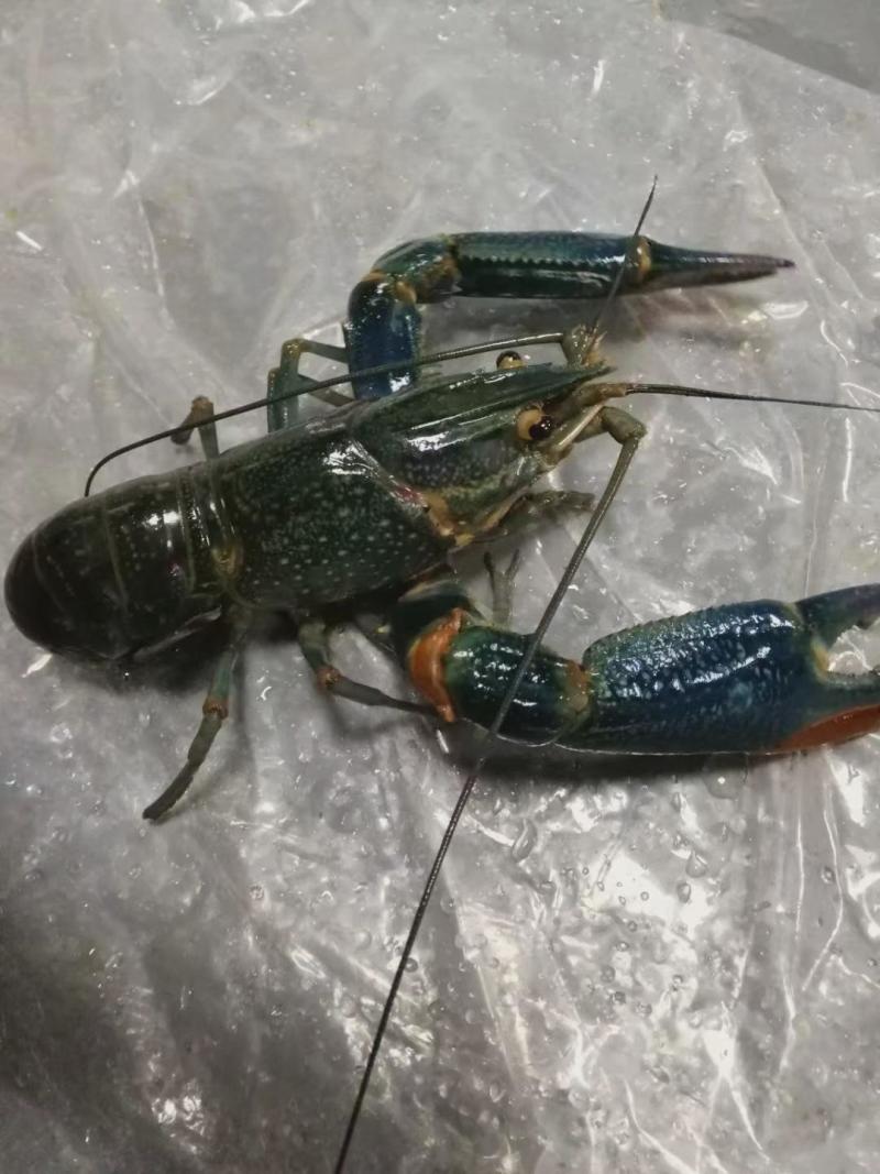澳龙虾苗产地直销直供批发现货技术指导