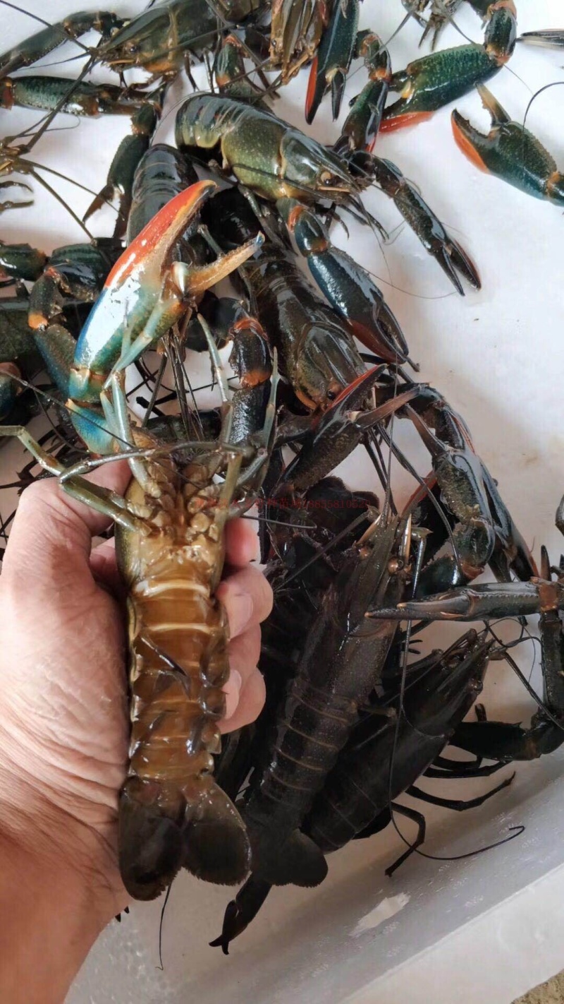 澳龙虾苗产地直销直供批发现货技术指导