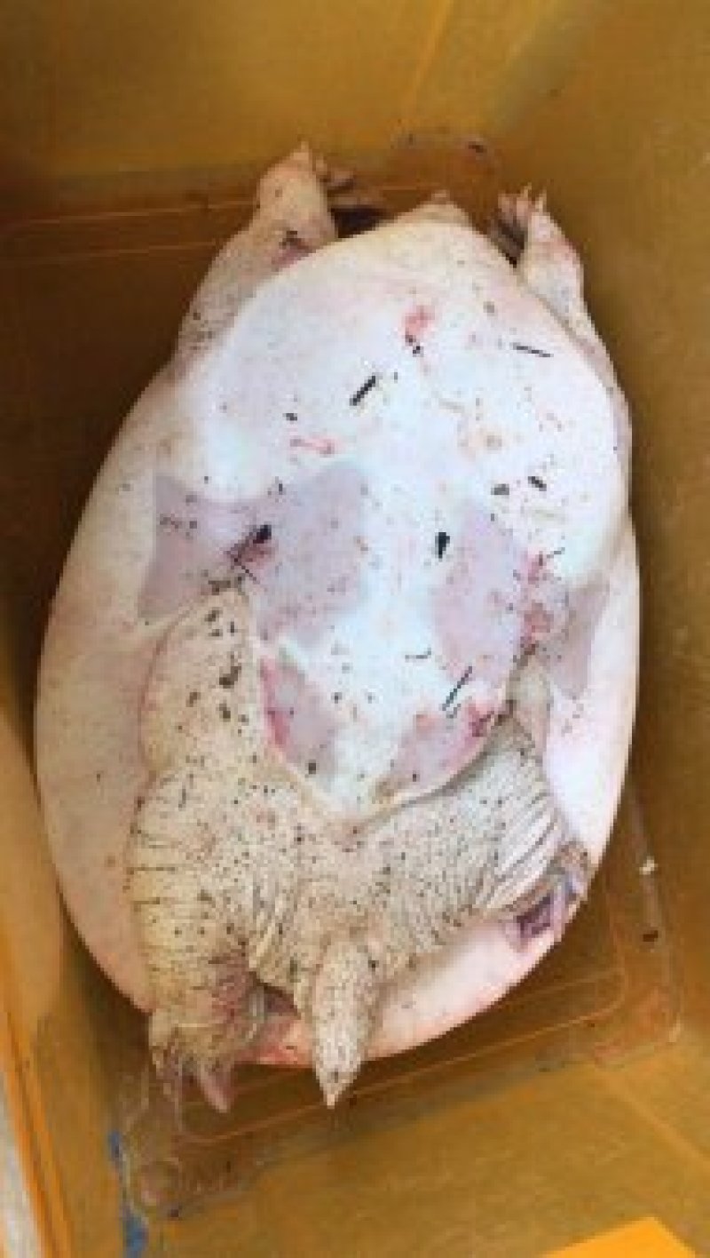 甲鱼苗淡水养殖存活率高大量现货全国发货