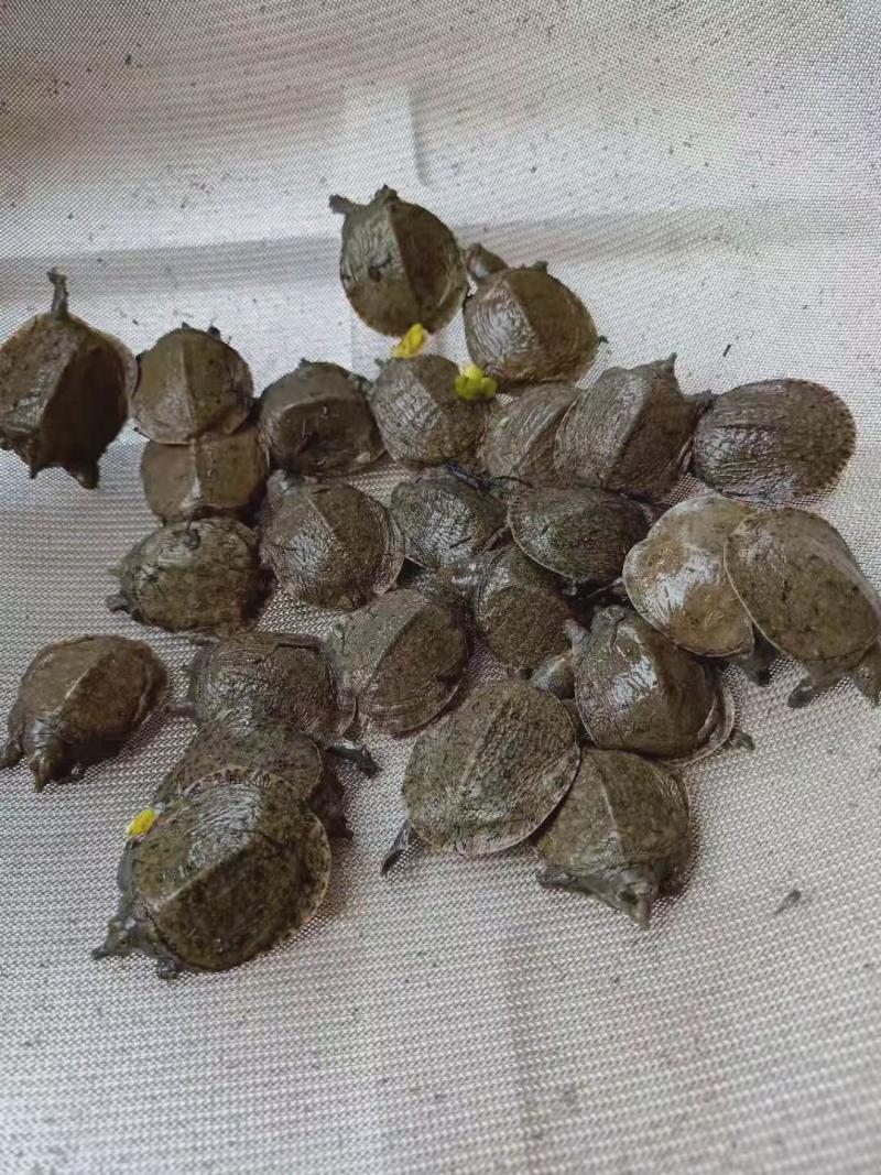 甲鱼苗淡水养殖存活率高大量现货全国发货