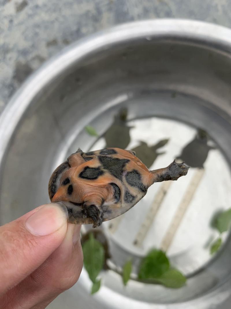 甲鱼苗淡水养殖存活率高大量现货全国发货