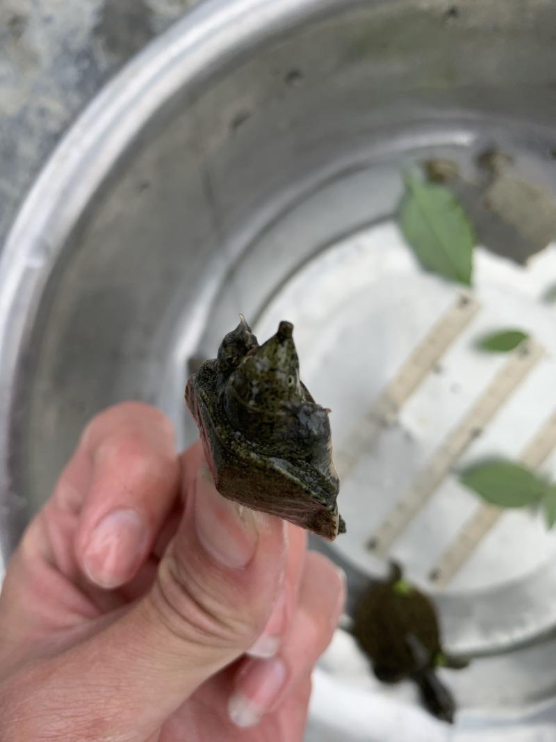 甲鱼苗淡水养殖存活率高大量现货全国发货