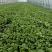 香菜优质香菜，金山区大叶粗梗香菜，漕泾甄选