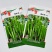 杂交一代羊角椒种子早熟尖椒种子皮薄口感好辣味浓香