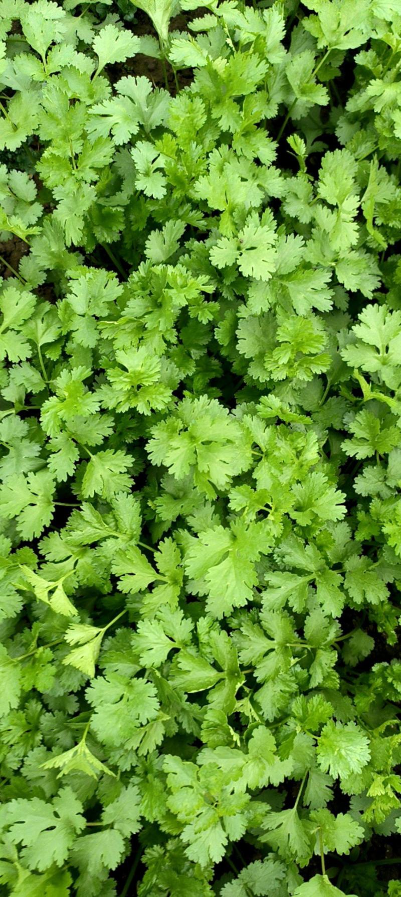 香菜优质香菜，金山区大叶粗梗香菜，漕泾甄选